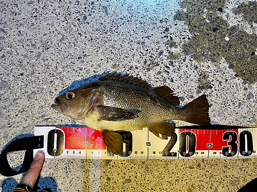 エゾメバルの釣果