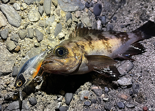 メバルの釣果