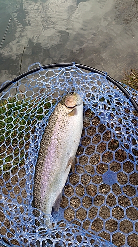 ニジマスの釣果