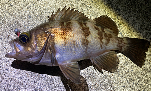 メバルの釣果