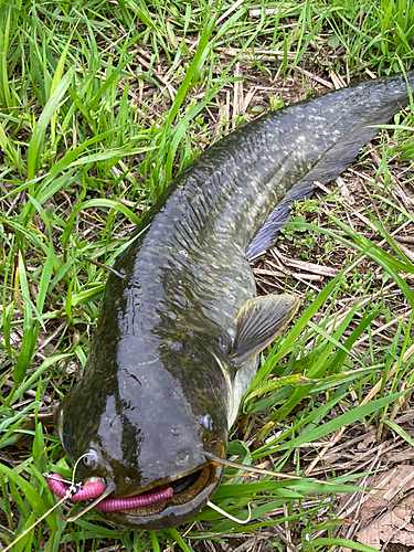 ナマズの釣果