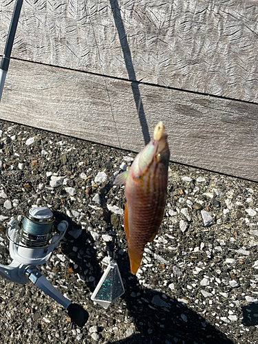 チョウチョウウオの釣果