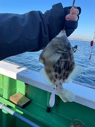 カワハギの釣果