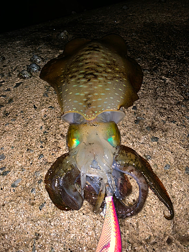 アオリイカの釣果