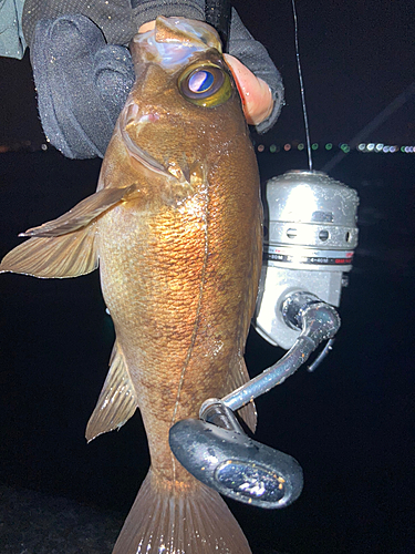 メバルの釣果