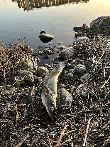 ナマズの釣果