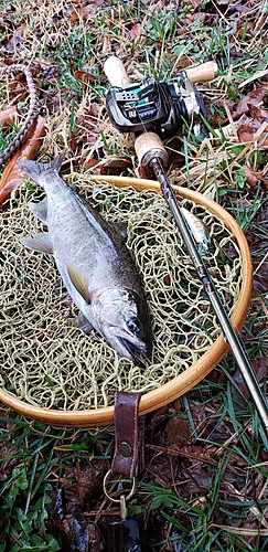 アマゴの釣果