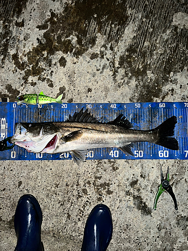 シーバスの釣果