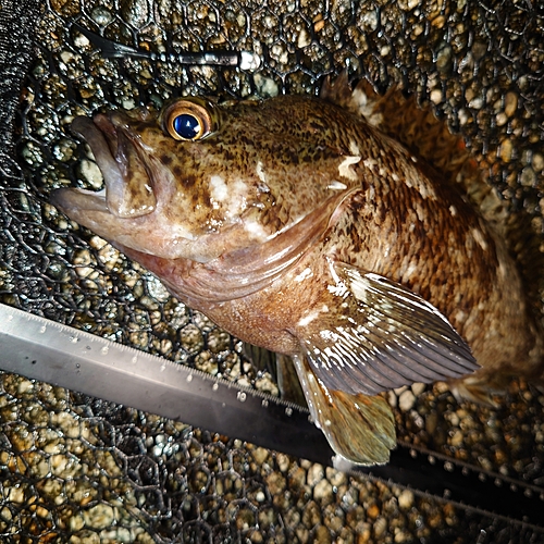 ムラソイの釣果