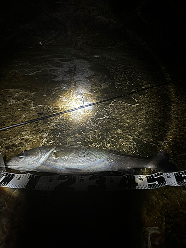 シーバスの釣果