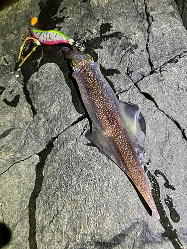 ヤリイカの釣果