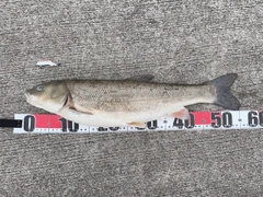 マルタウグイの釣果