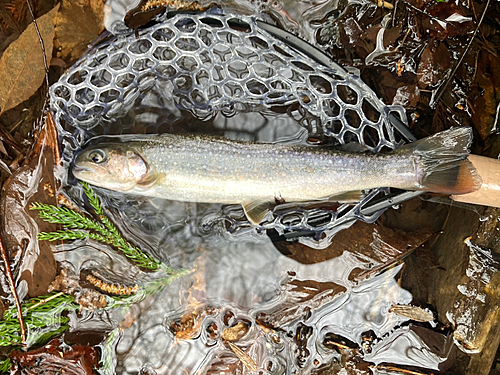 イワナの釣果