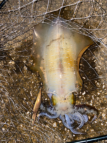 釣果