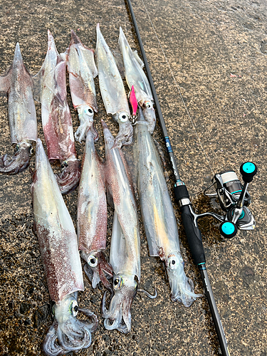 ヤリイカの釣果