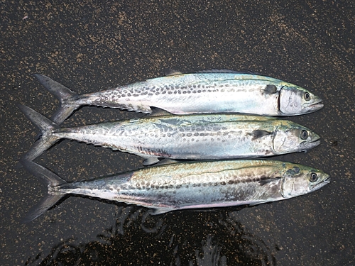 サゴシの釣果