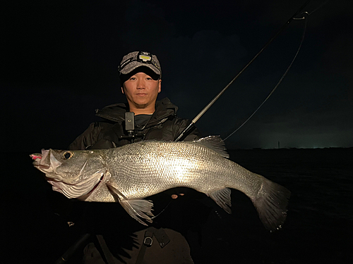 ヒラスズキの釣果