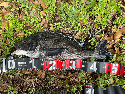 クロダイの釣果