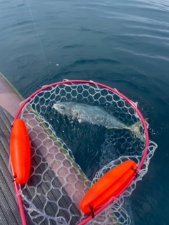 イナダの釣果