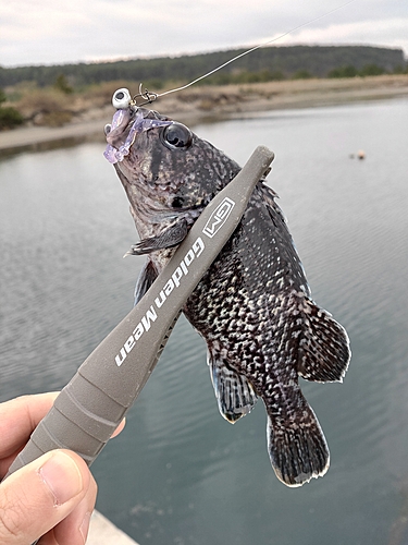 クロソイの釣果