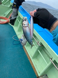 マイワシの釣果