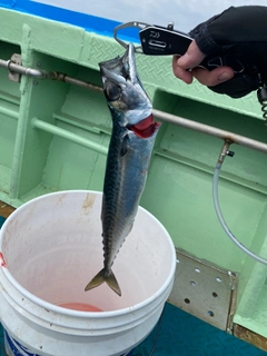 マサバの釣果