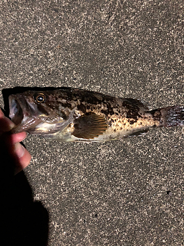 ソイの釣果