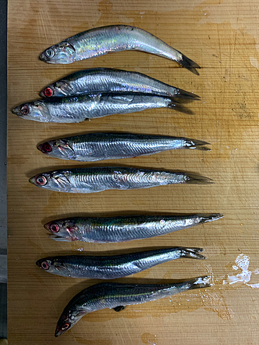 カタクチイワシの釣果