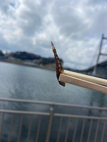 アサヒアナハゼの釣果