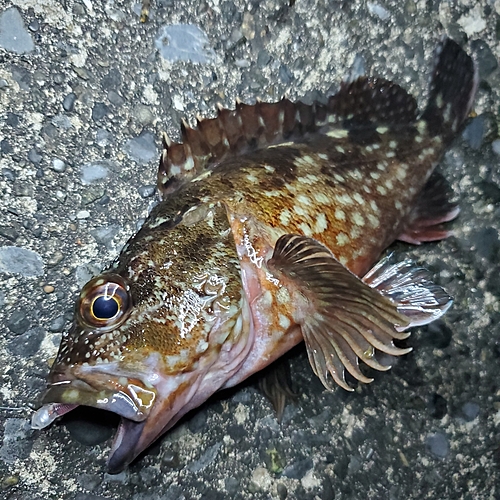 カサゴの釣果