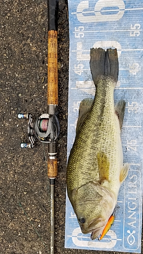 ブラックバスの釣果