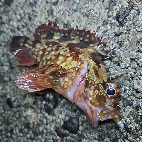 カサゴの釣果