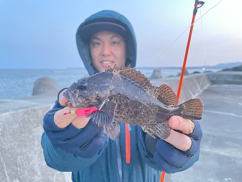 ムラソイの釣果