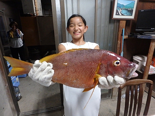 シブダイの釣果