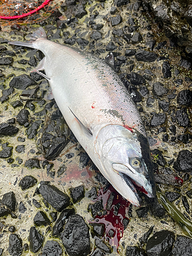 サクラマスの釣果