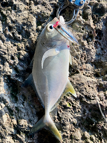 ギンガメアジの釣果