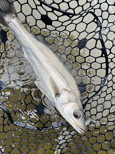 セイゴ（マルスズキ）の釣果