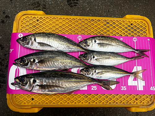 アジの釣果