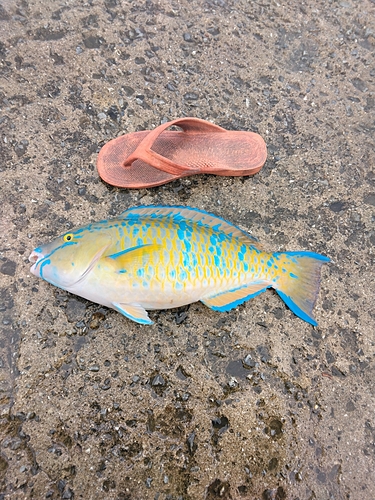 ヒブダイの釣果