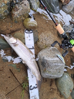 イワナの釣果