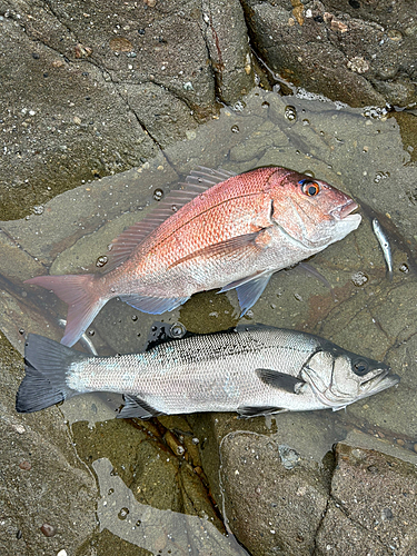 ヒラスズキの釣果