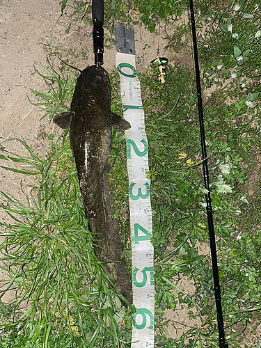 マナマズの釣果