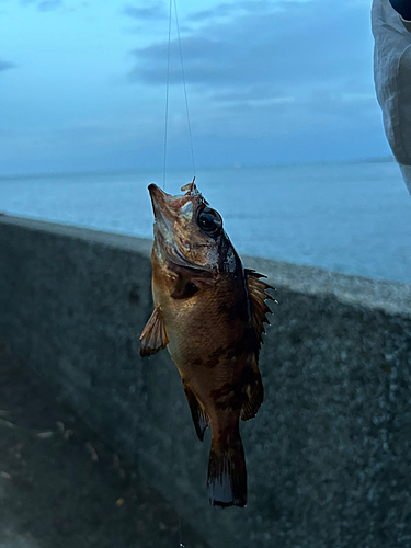 クロメバルの釣果