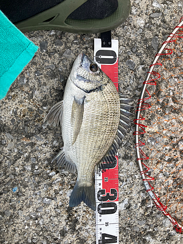 ミナミクロダイの釣果