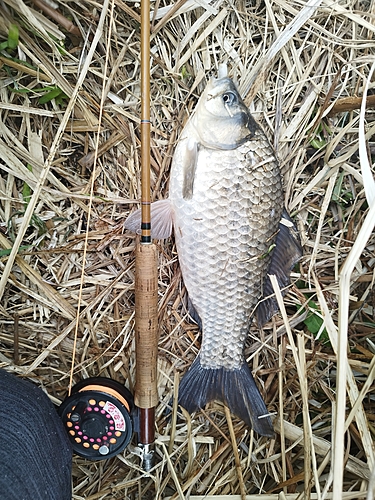 ギンブナの釣果