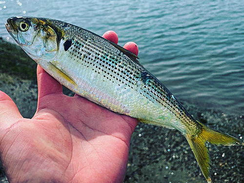 コノシロの釣果