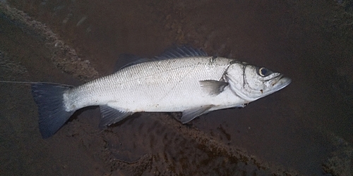 ヒラスズキの釣果