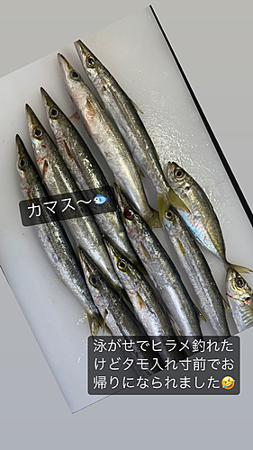 アカカマスの釣果