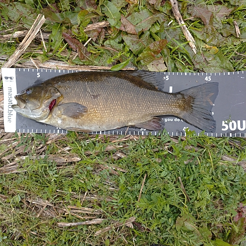 スモールマウスバスの釣果