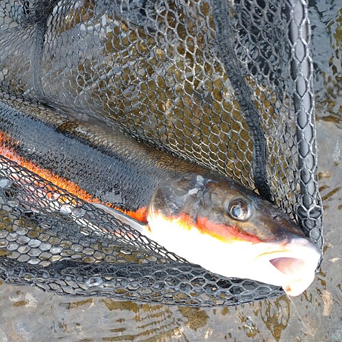 マルタウグイの釣果